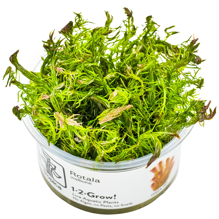 Rotala wallichii — Tropica 1-2-Grow! in vitro