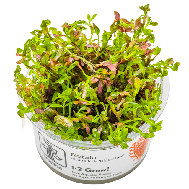 Rotala rotundifolia 'Blood Red' — Tropica 1-2-Grow! in vitro