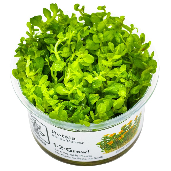 Rotala indica 'Bonsai' — Tropica 1-2-Grow! in vitro