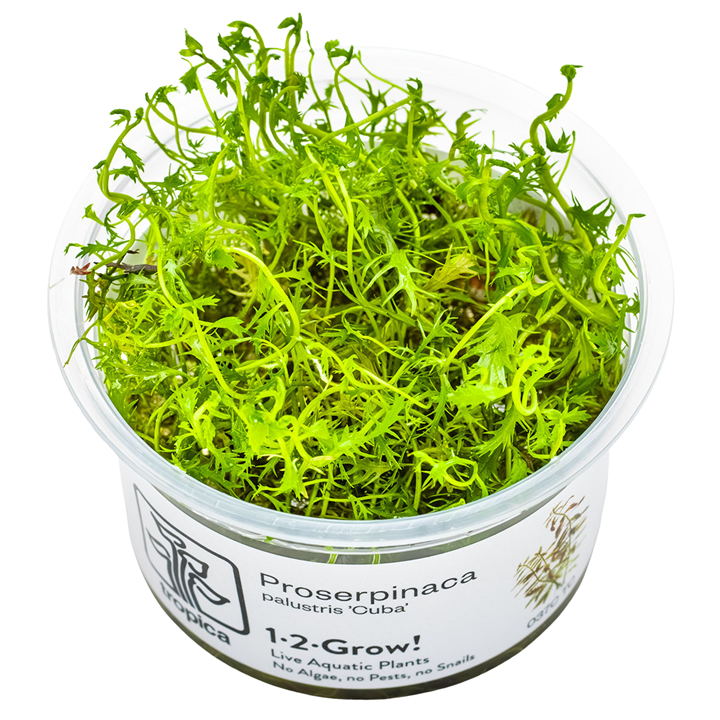 Proserpinaca palustris 'Cuba' — Tropica 1-2-Grow! in vitro