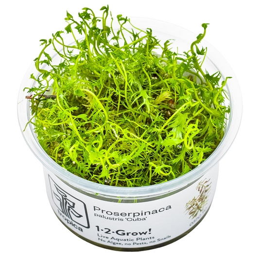 Proserpinaca palustris 'Cuba' — Tropica 1-2-Grow! in vitro