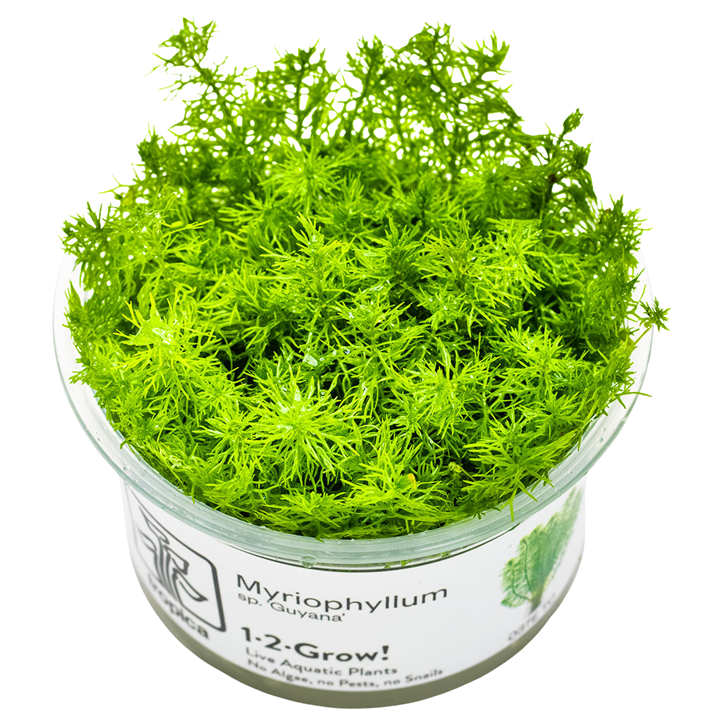 Myriophyllum sp. 'Guyana' — Tropica 1-2-Grow! in vitro