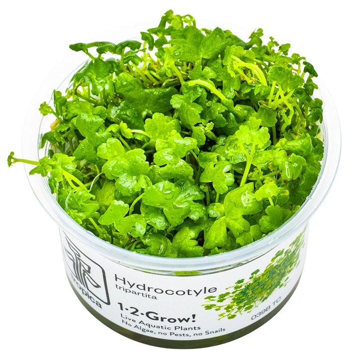 Hydrocotyle tripartita — Tropica 1-2-Grow! in vitro