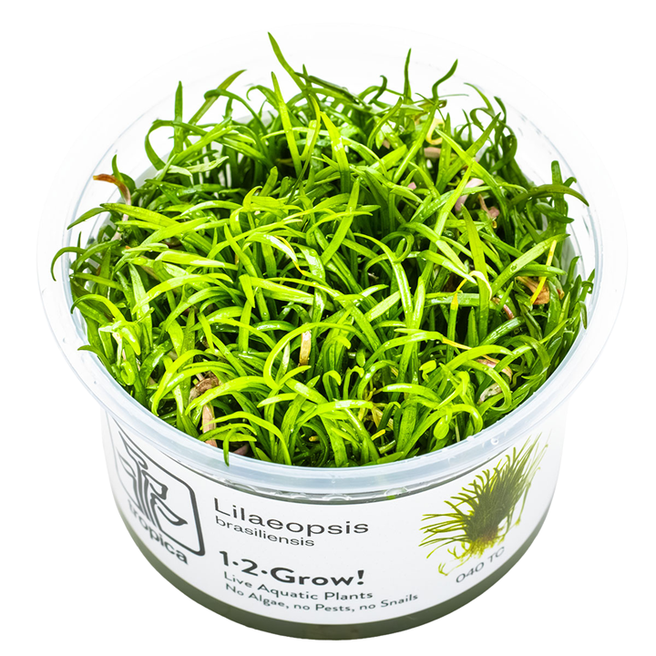 Lilaeopsis brasiliensis — Tropica 1-2-Grow! in vitro