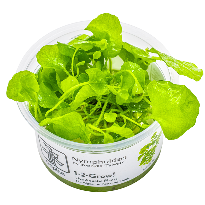 Nymphoides hydrophylla 'Taiwan' — Tropica 1-2-Grow! in vitro