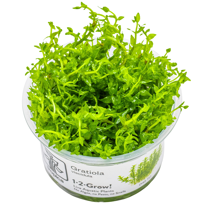 Gratiola viscidula — Tropica 1-2-Grow! in vitro