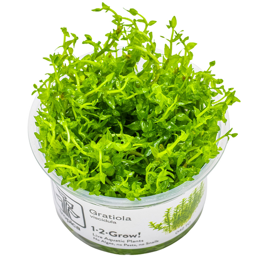 Gratiola viscidula — Tropica 1-2-Grow! in vitro
