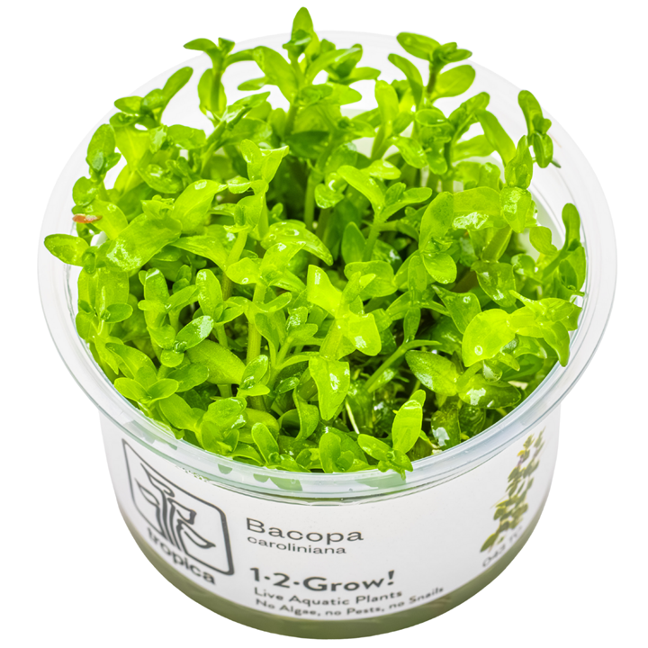 Bacopa caroliniana — Tropica 1-2-Grow! in vitro