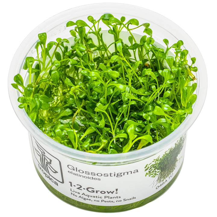 Glossostigma elatinoides — Tropica 1-2-Grow! in vitro