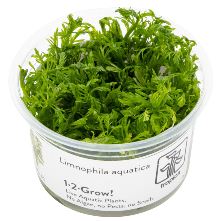Limnophila aquatica — Tropica 1-2-Grow! in vitro