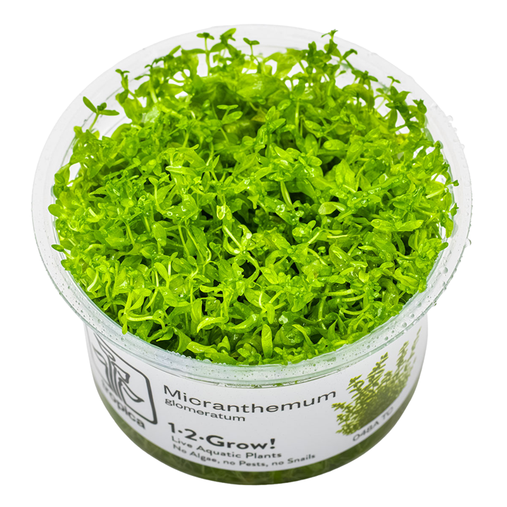 Micranthemum glomeratum — Tropica 1-2-Grow! in vitro