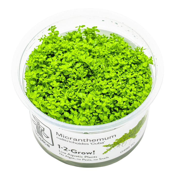 Micranthemum callitrichoides 'Cuba' — Tropica 1-2-Grow! in vitro