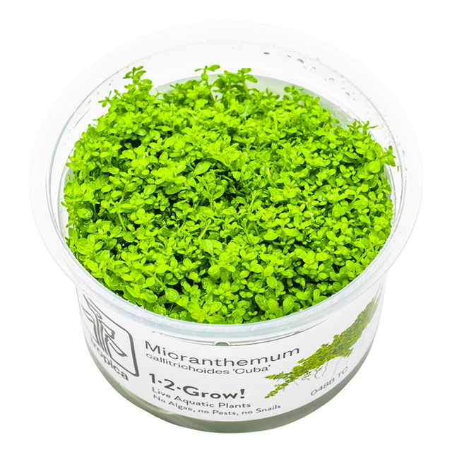 Micranthemum callitrichoides 'Cuba' — Tropica 1-2-Grow! in vitro