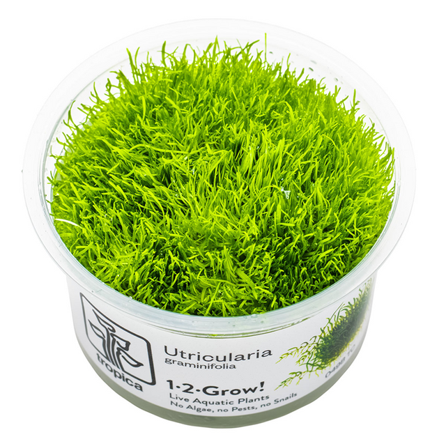 Utricularia graminifolia — Tropica 1-2-Grow! in vitro