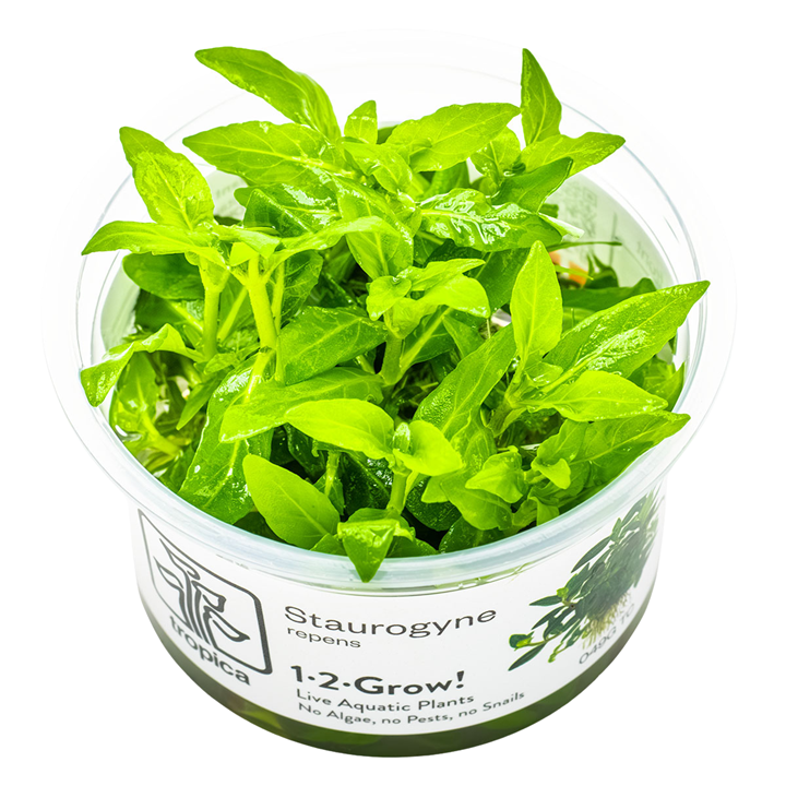 Staurogyne repens — Tropica 1-2-Grow! in vitro