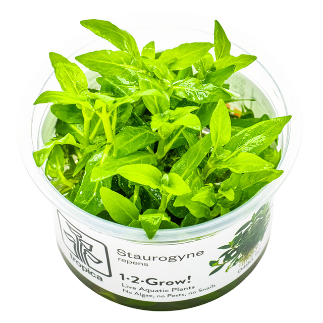 Staurogyne repens — Tropica 1-2-Grow! in vitro