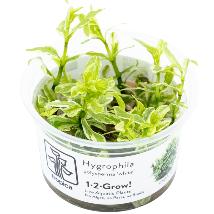 Hygrophila polysperma 'White' — Tropica 1-2-Grow! in vitro