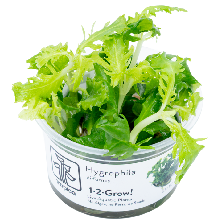 Hygrophila difformis — Tropica 1-2-Grow! in vitro