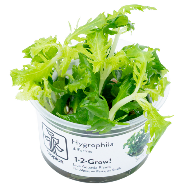 Hygrophila difformis — Tropica 1-2-Grow! in vitro