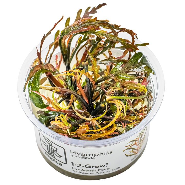 Hygrophila pinnatifida — Tropica 1-2-Grow! in vitro