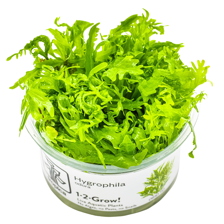 Hygrophila odora — Tropica 1-2-Grow! in vitro