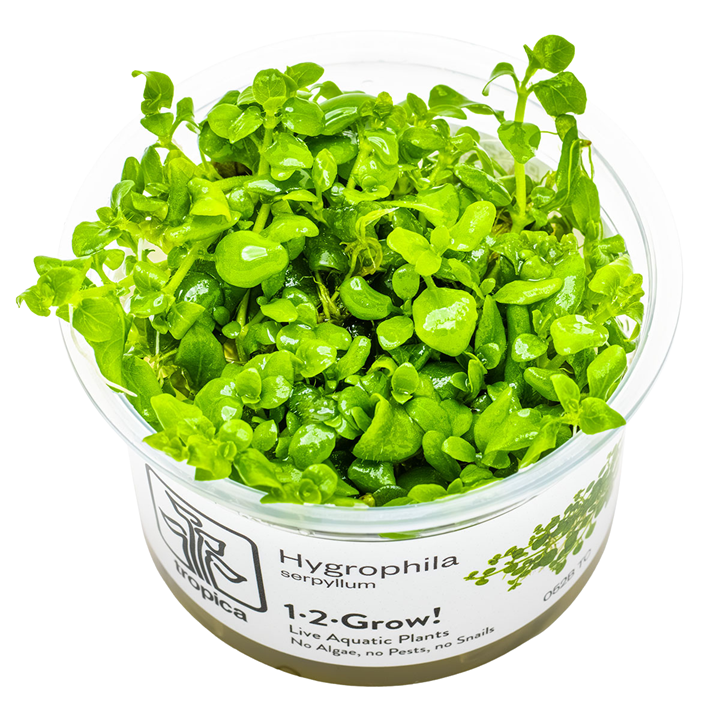 Hygrophila serpyllum — Tropica 1-2-Grow! in vitro