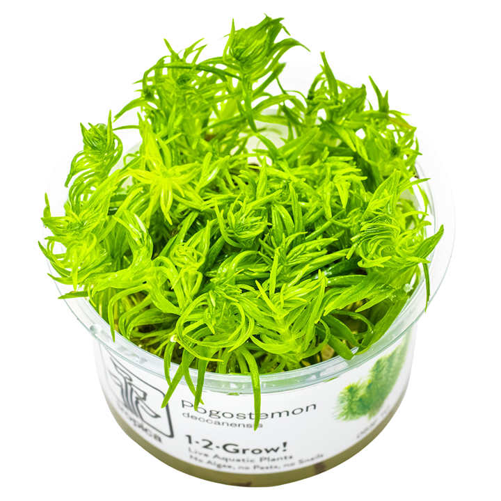 Pogostemon deccanensis — Tropica 1-2-Grow! in vitro