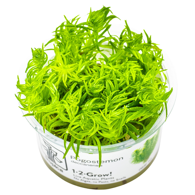 Pogostemon deccanensis — Tropica 1-2-Grow! in vitro