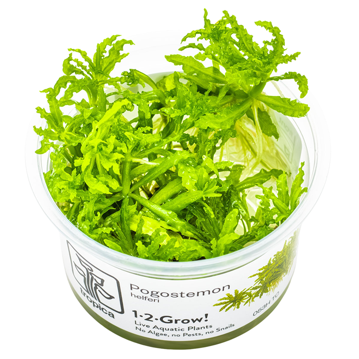 Pogostemon helferi — Tropica 1-2-Grow! in vitro