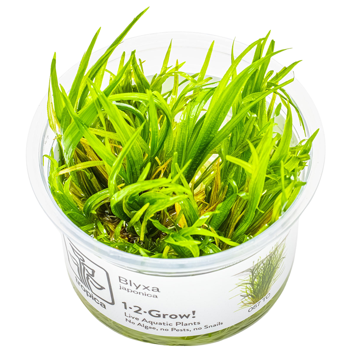 Blyxa japonica — Tropica 1-2-Grow! in vitro