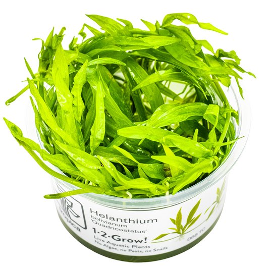 Helanthium bolivianum 'Quadricostatus' — Tropica 1-2-Grow! in vitro