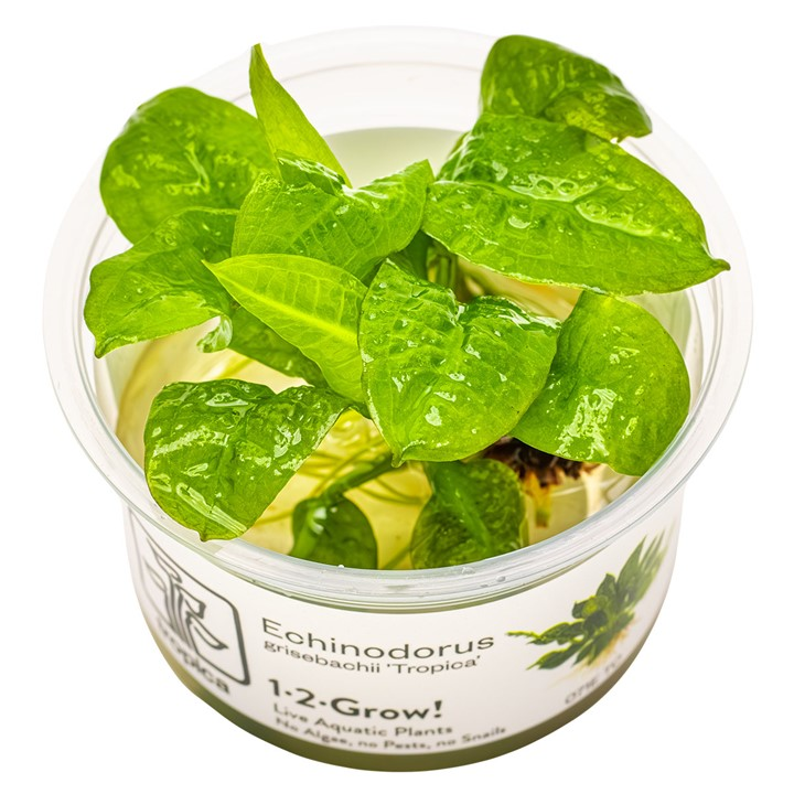 Echinodorus grisebachii 'Tropica' — Tropica 1-2-Grow! in vitro
