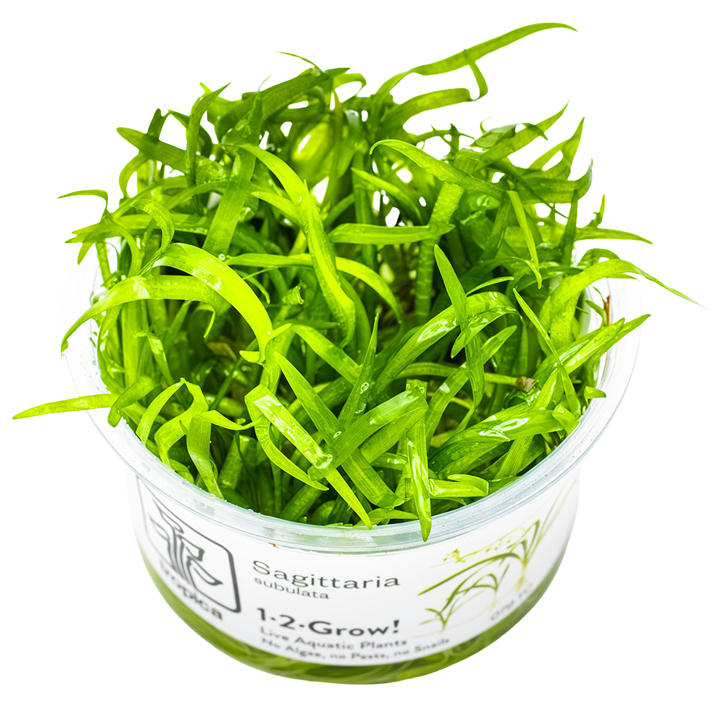 Sagittaria subulata — Tropica 1-2-Grow! in vitro