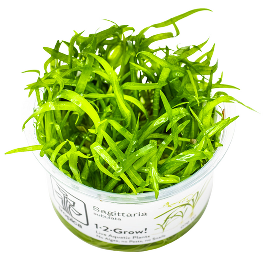 Sagittaria subulata — Tropica 1-2-Grow! in vitro
