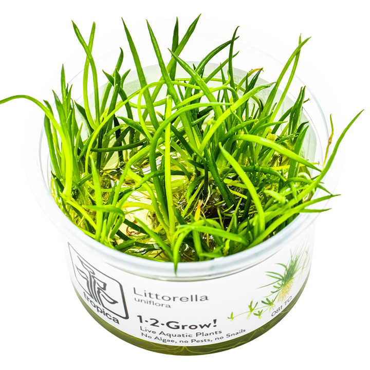 Littorella uniflora — Tropica 1-2-Grow! in vitro