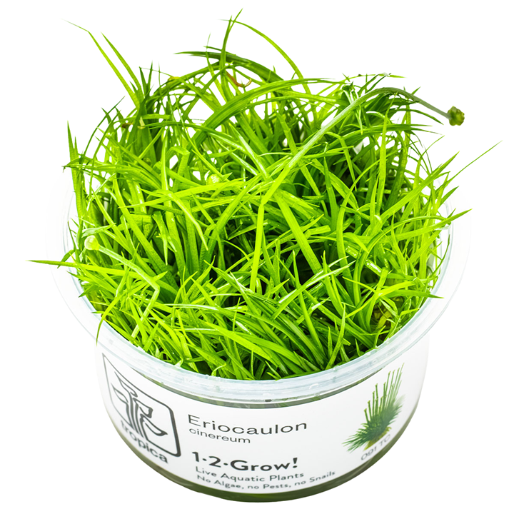 Eriocaulon cinereum — Tropica 1-2-Grow! in vitro