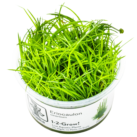Eriocaulon cinereum — Tropica 1-2-Grow! in vitro