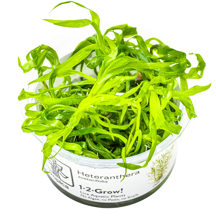 Heteranthera zosterifolia — Tropica 1-2-Grow! in vitro
