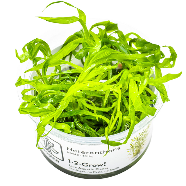 Heteranthera zosterifolia — Tropica 1-2-Grow! in vitro