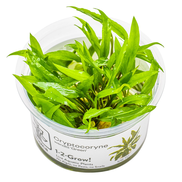 Cryptocoryne wendtii 'Green' — Tropica 1-2-Grow! in vitro