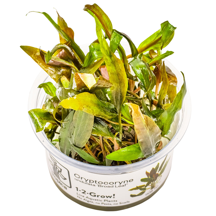 Cryptocoryne undulata 'Broad Leaf' — Tropica 1-2-Grow! in vitro