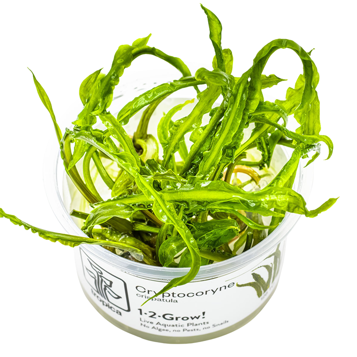 Cryptocoryne crispatula — Tropica 1-2-Grow! in vitro