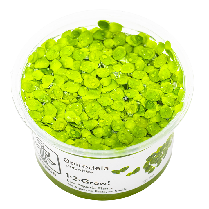 Spirodela polyrrhiza — Tropica 1-2-Grow! in vitro