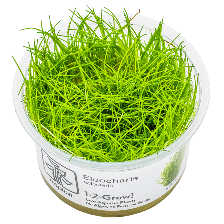 Eleocharis acicularis — Tropica 1-2-Grow! in vitro