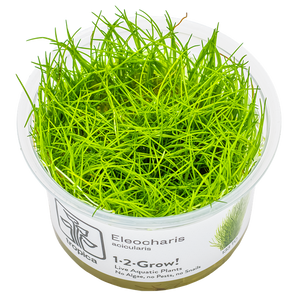 Eleocharis acicularis