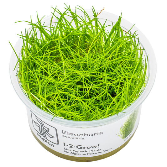 Eleocharis acicularis — Tropica 1-2-Grow! in vitro