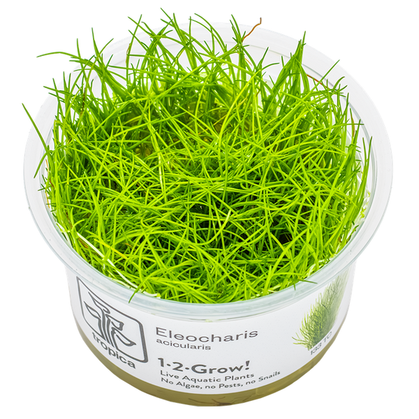 Eleocharis acicularis