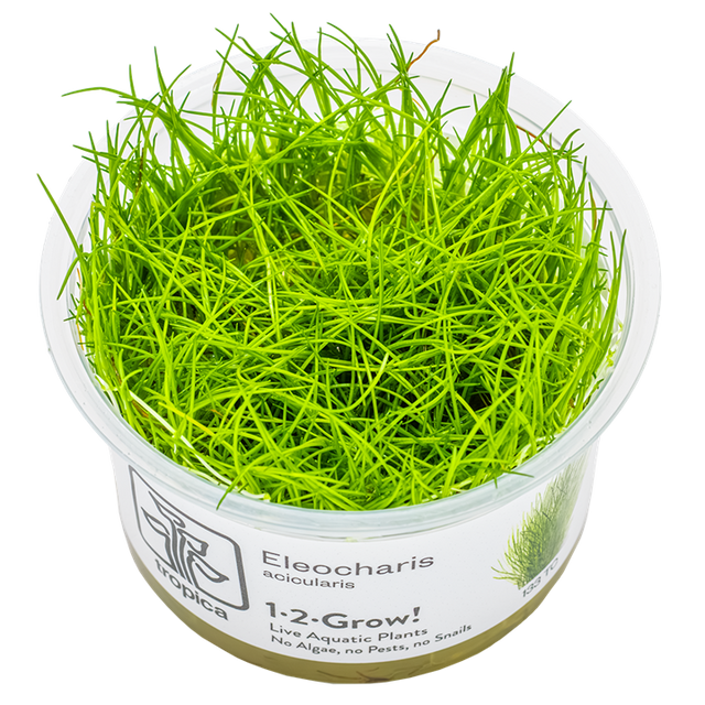 Eleocharis acicularis — Tropica 1-2-Grow! in vitro