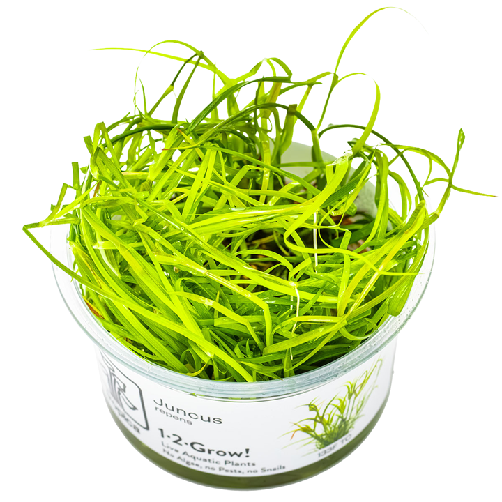 Juncus repens — Tropica 1-2-Grow! in vitro