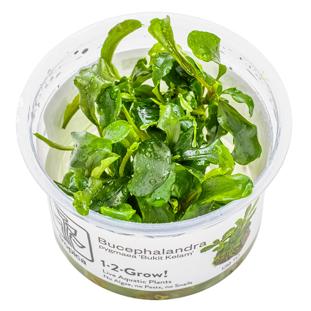 Bucephalandra pygmaea 'Bukit Kelam' — Tropica 1-2-Grow! in vitro